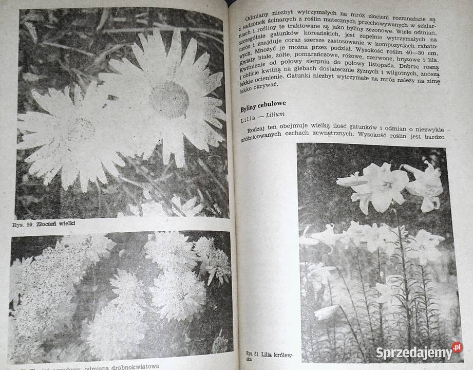 Kwiaciarstwo ZSO A Bartosiewicz H Chmiel lubelskie Chełm