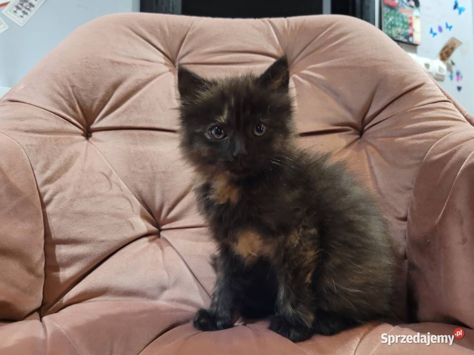 Maine Coon Drygulec