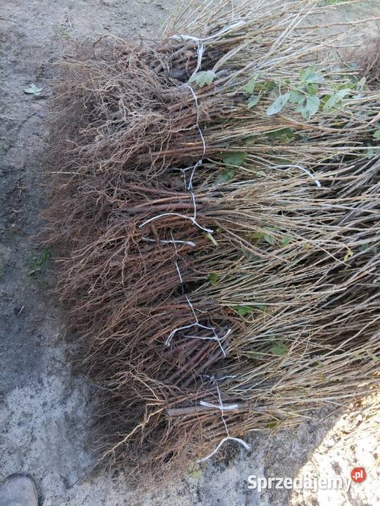 Porzeczka czarna czerwona Rośliny przemysłowe Puławy