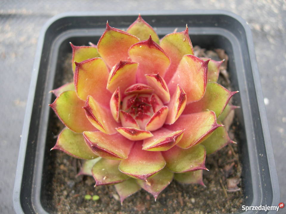 ROJNIK Sempervivum 30 Odmian Toporów