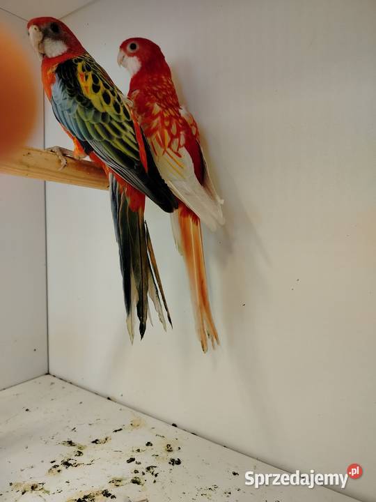 Rozelle białolice 2025 podkarpackie sprzedam