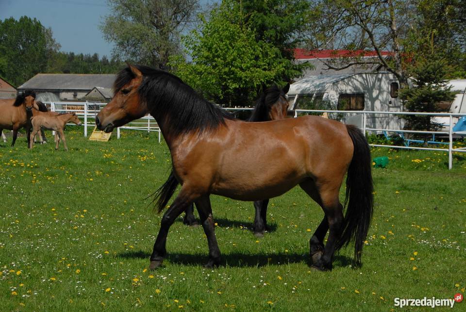 klacz huculska Młodzianów