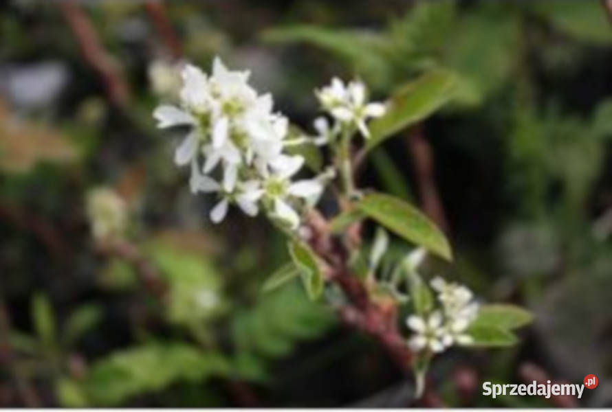 ŚWIDOŚLIWA OLCHOLISTA Martin sadzonki w Ustronie