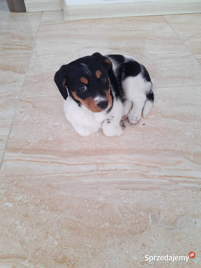 Jack Russell Terrier Zwierzyniec