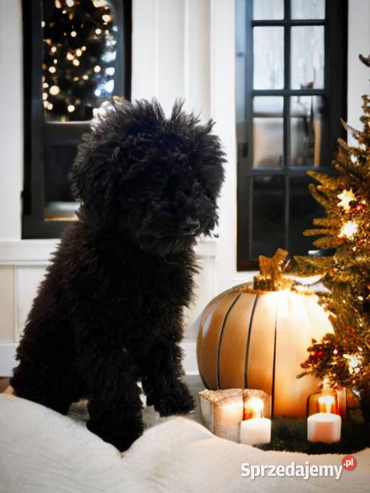 BAJKA Pudel miniaturowy Limanowa sprzedam