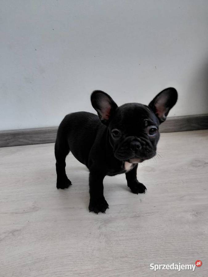 Buldog francuski suczka Płońsk