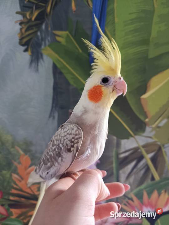 Papuga nimfa ręcznie karmiona oswojona Miastko
