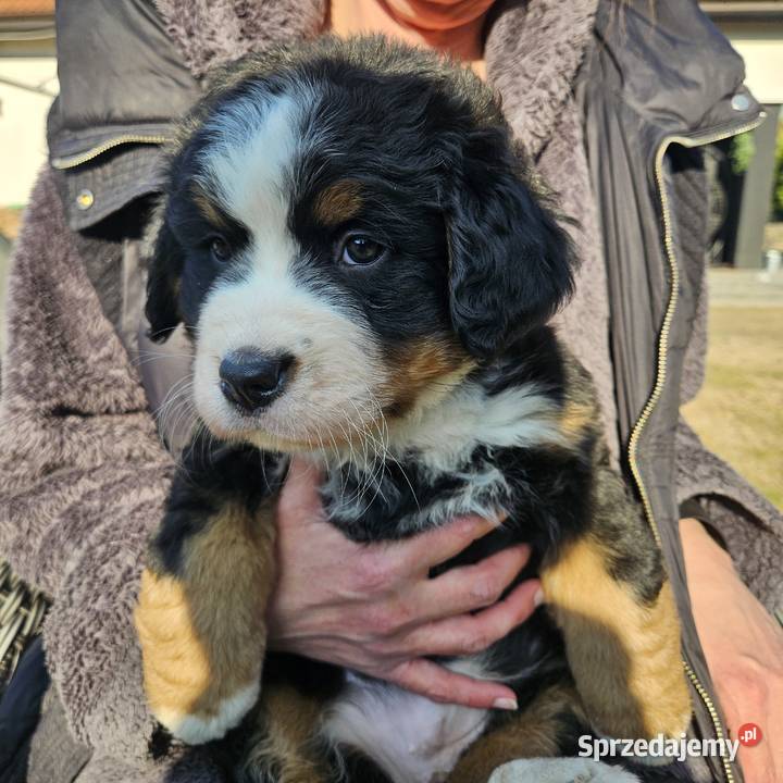 Berneński pies pasterski Radom