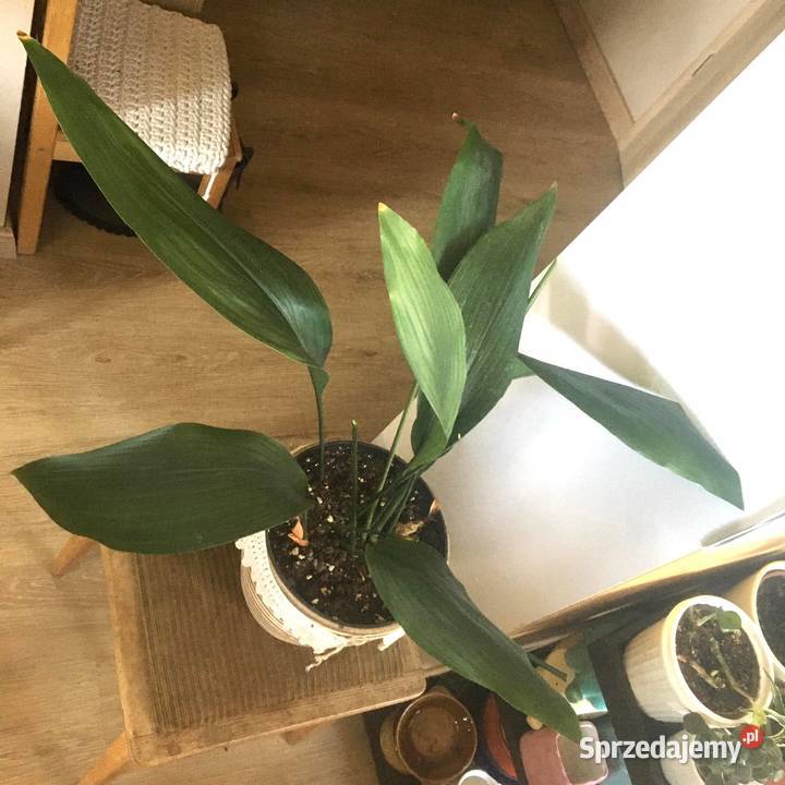 Aspidistra mazowieckie