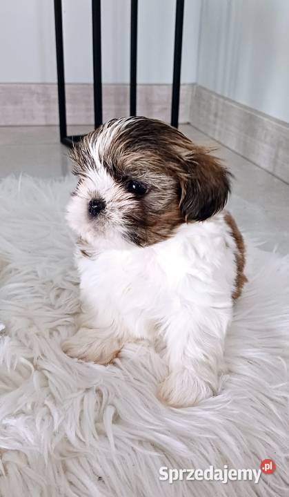 Shihtzu śliczna suczka Gostyń