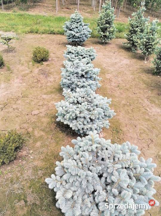 Świerk kłujący Glauka Globosa Średnica 80100 małopolskie Skała