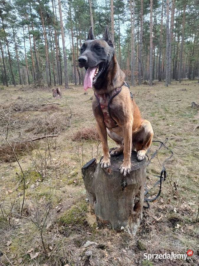 Owczarek Belgijski Milanois sprzedam