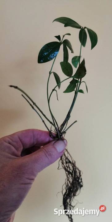 Barwineksadzonki 30 pomorskie