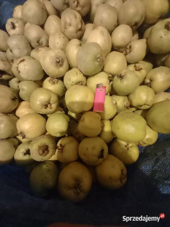 Sprzedam pigwę Warszawa sprzedam