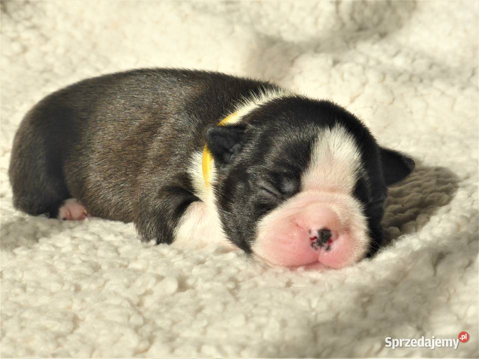 Piękne Szczenięta Boston Terrier ZKwPFCI oddz Syców