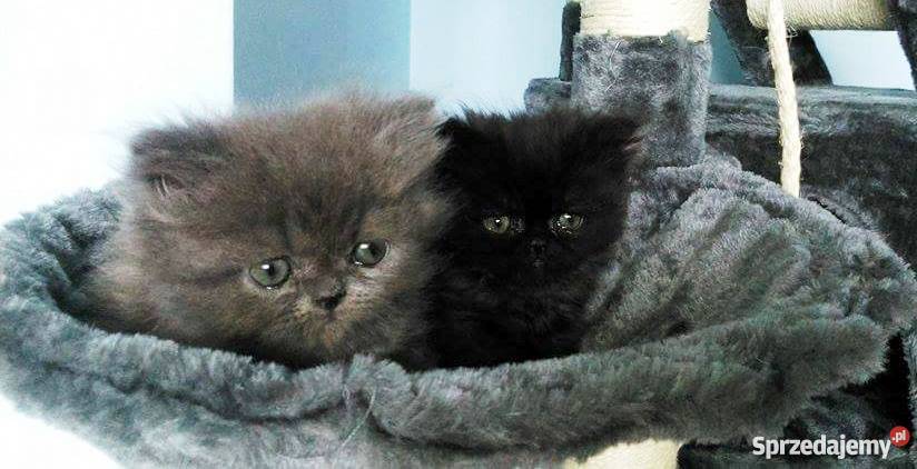 Kotek Perski Niebieski podkarpackie