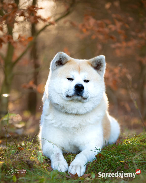 Akita japońska akita inu czerwony samiec ZKwP Częstochowa