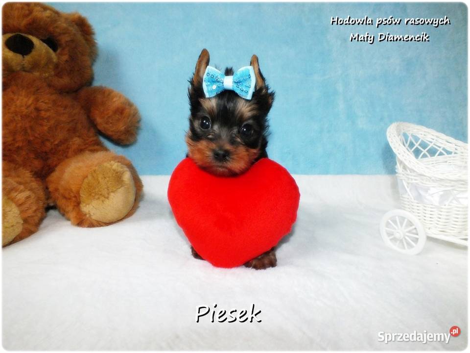 Maleńki piesek York Yorkshire Terrier z lubuskie Żary