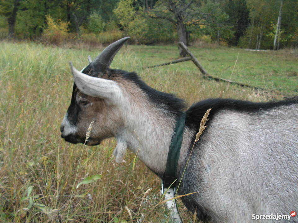 4 miesięczny Koziołek szuka nowego domu