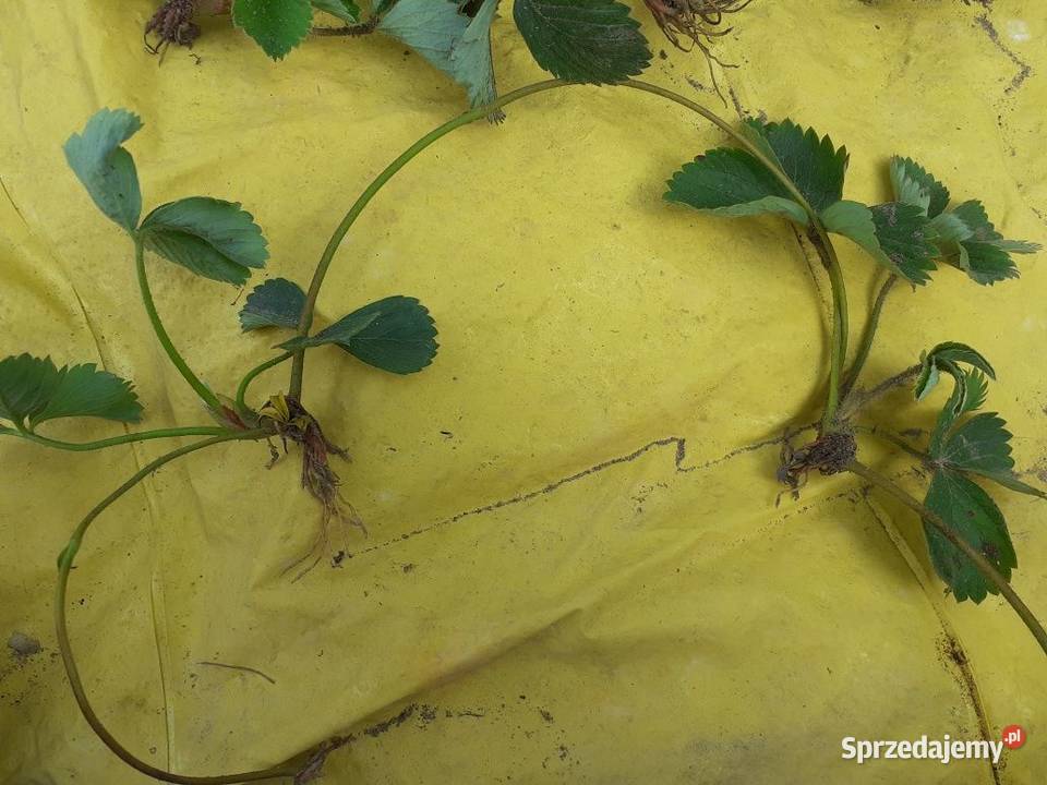 Małe sadzonki kolanka truskawek honeoye Produkcja roślinna Puławy