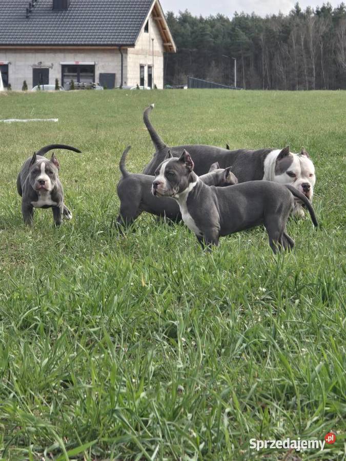 American bully Opalenica