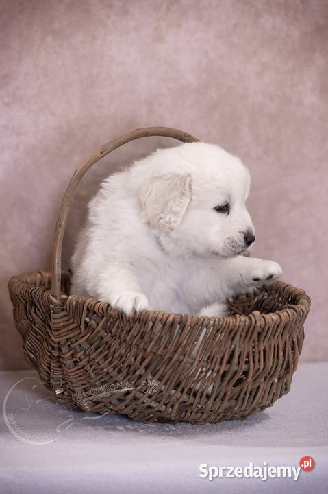 Owczarek podhalański