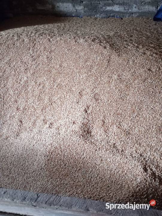 Pszenżyto trisol tegoroczne Jastrzębska Wola