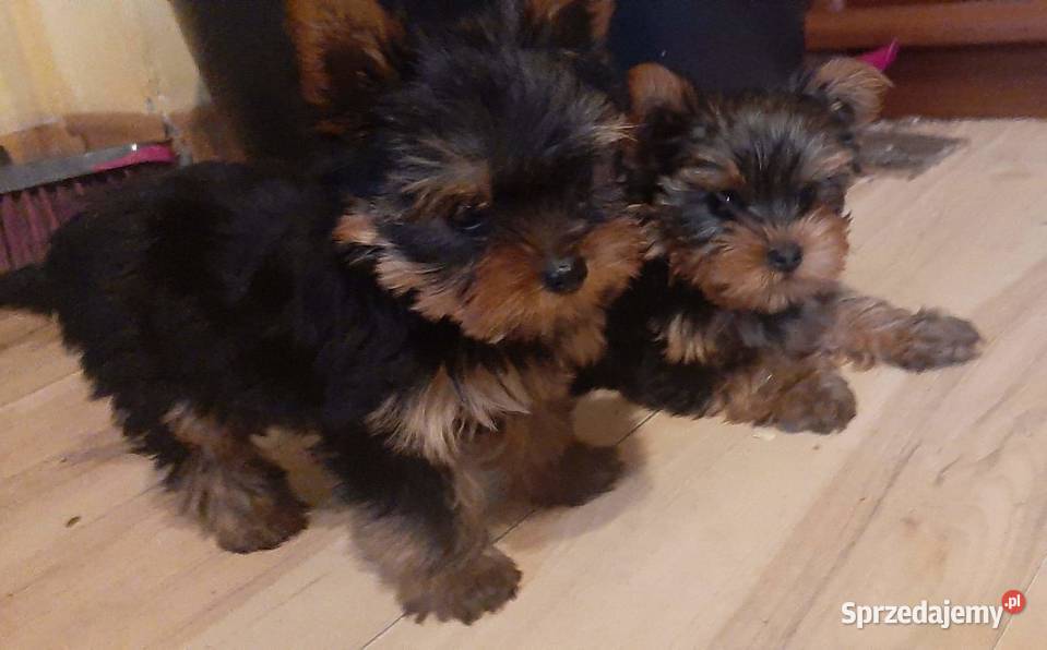 York terrier miniaturki szczeniaki Krzywica