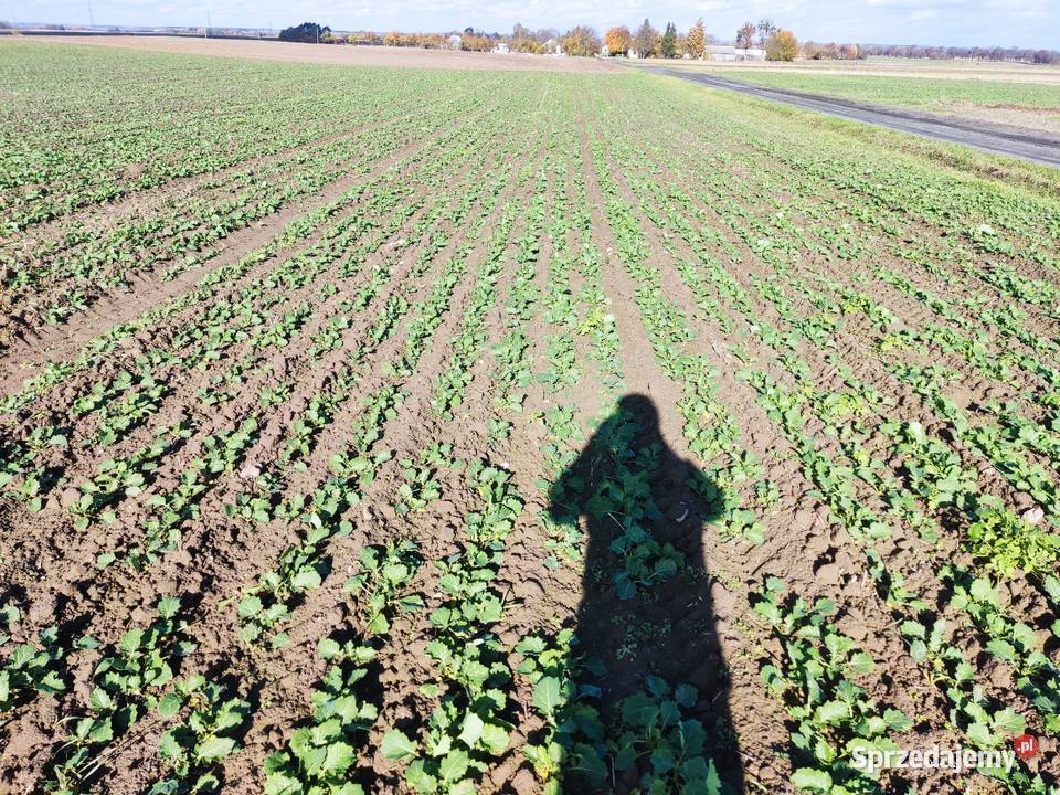 siewnik talerzowy kongskilde z nawozem Siewniki i sadzarki