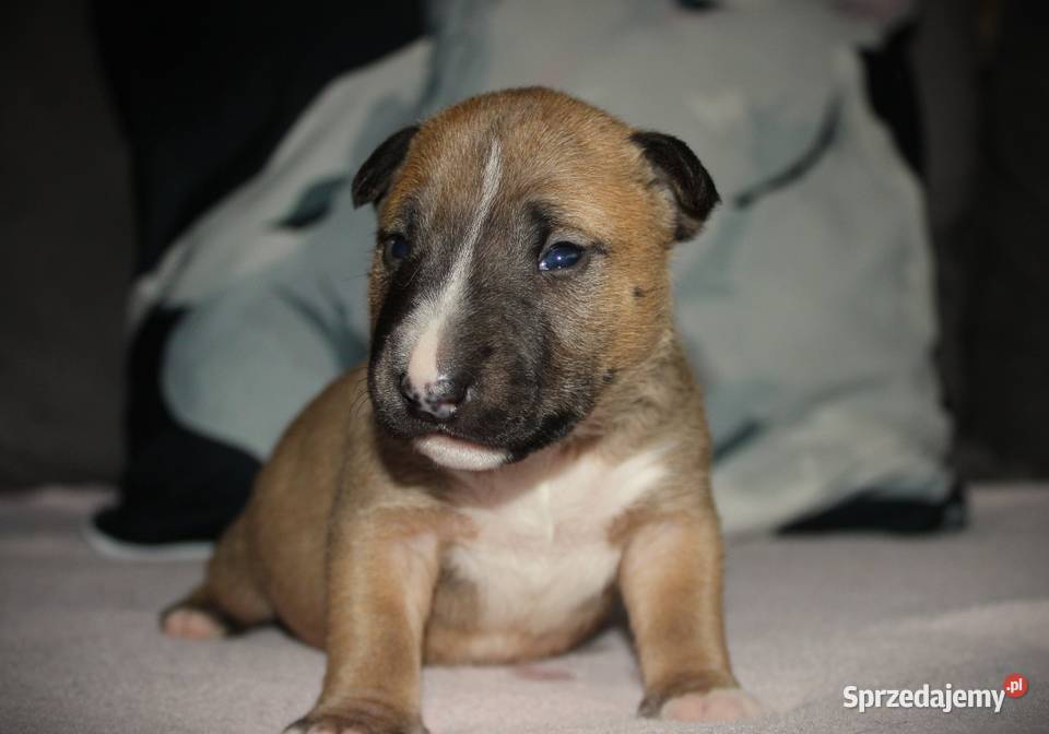 Bulterier miniaturowy Szczenięta ZKwP FCI Toruń