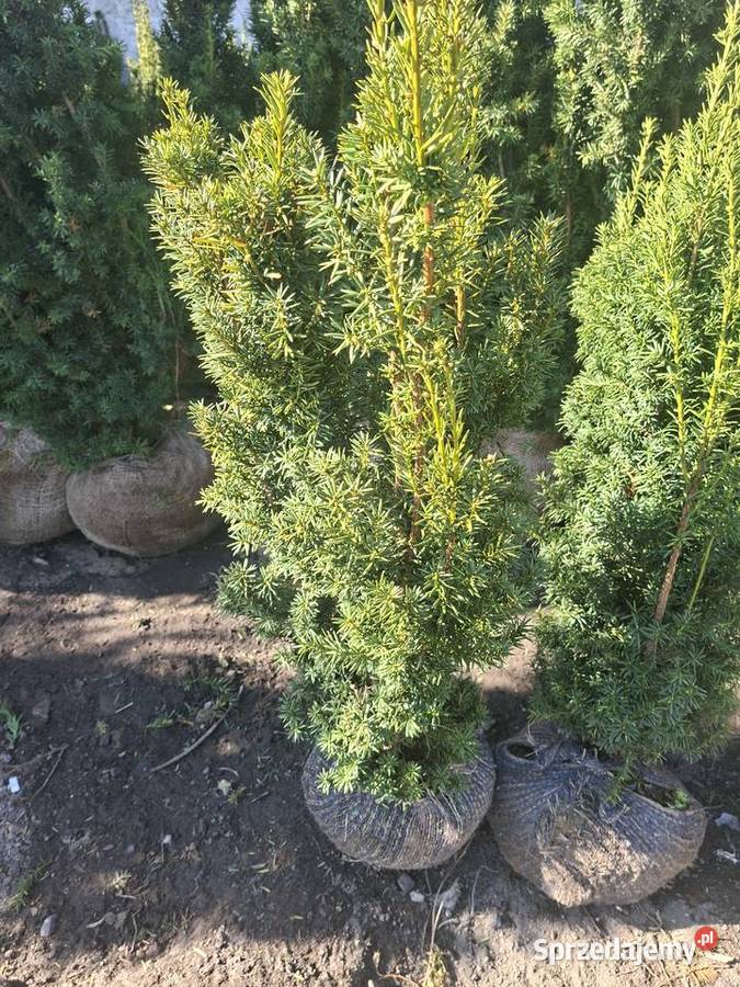 Cis Hicksi SzybkorosnącyGęsty Żywopłot Mszczonów