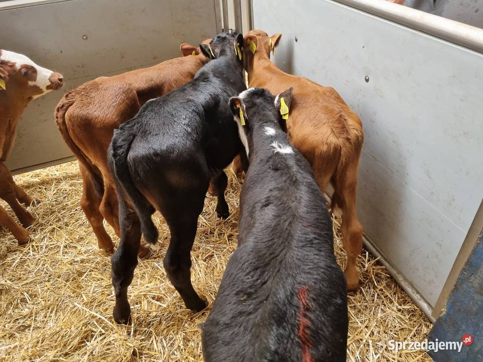 Byczki Jalowki na paszę Bydgoszcz
