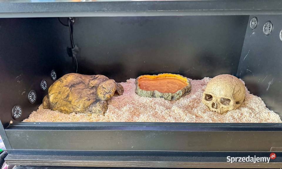 Pyton królewski z dokumentami terrarium z Miłosław