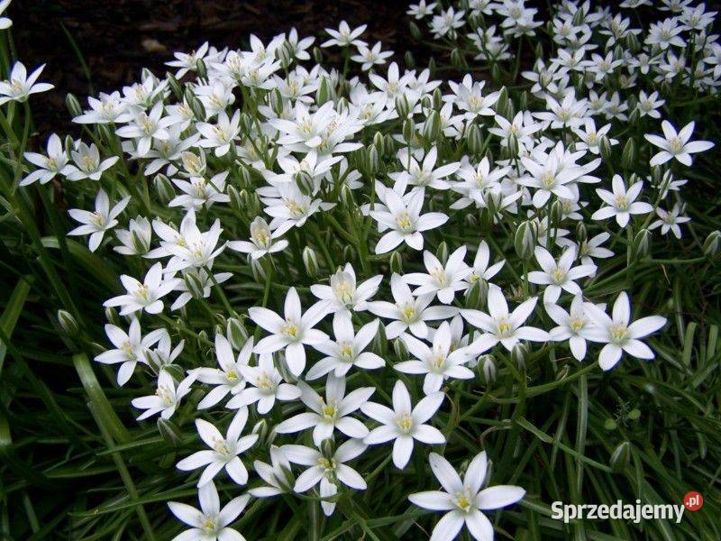 Śpioszek cebulki 1 Unisław