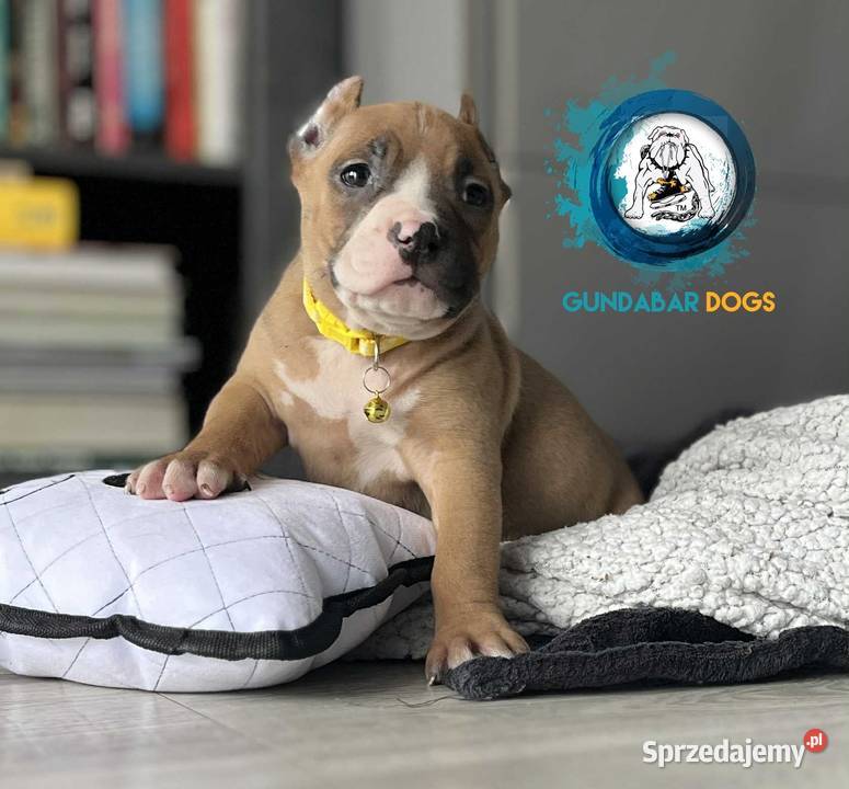 American Bully ABKC suczka Koło