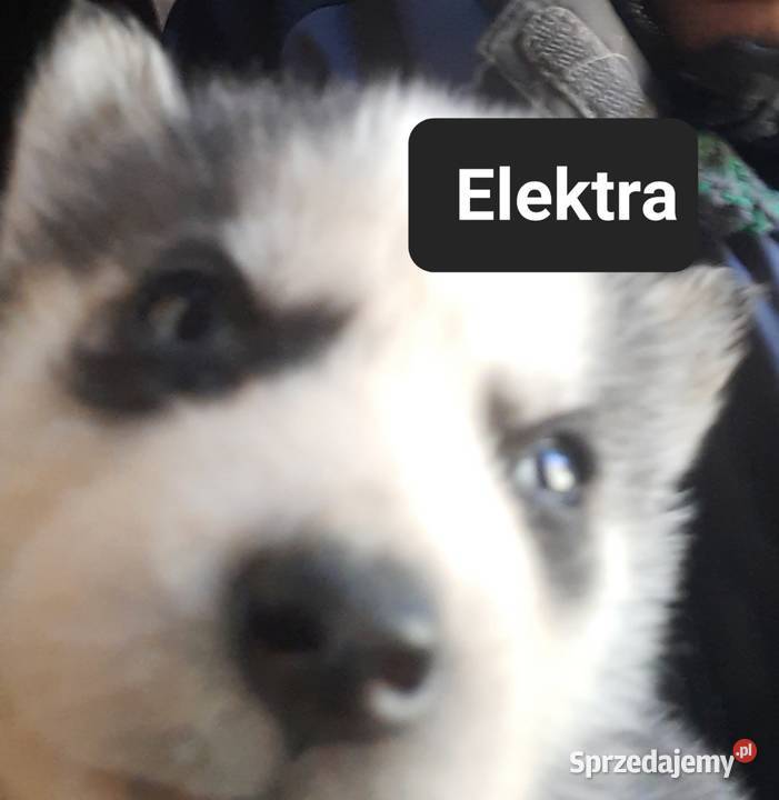 Szczeniaki dostępne mlode Reda