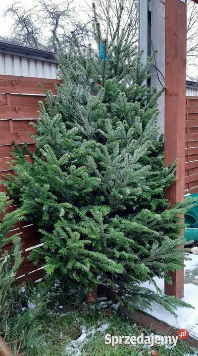 Choinki żywe z dostawą pod dom jodła cięte i w Sosnowiec