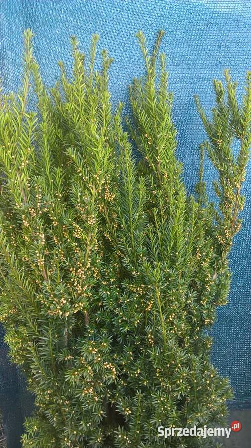 Piękne Cisy Gotowy Żywopłot mazowieckie Mszczonów