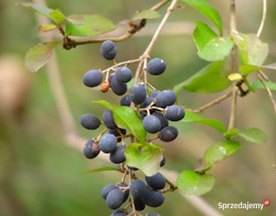 KALINA ŚLIWOLISTNA Viburnum prunifolium NASIONA kujawsko-pomorskie Lubanie