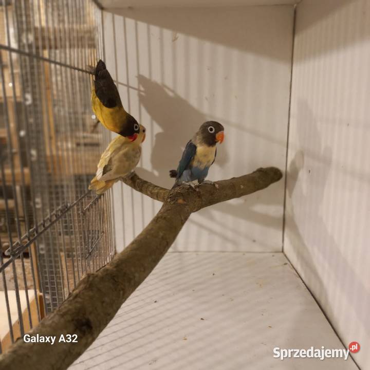 Nierozłączki czarnogłowe 2025r mazowieckie Garwolin