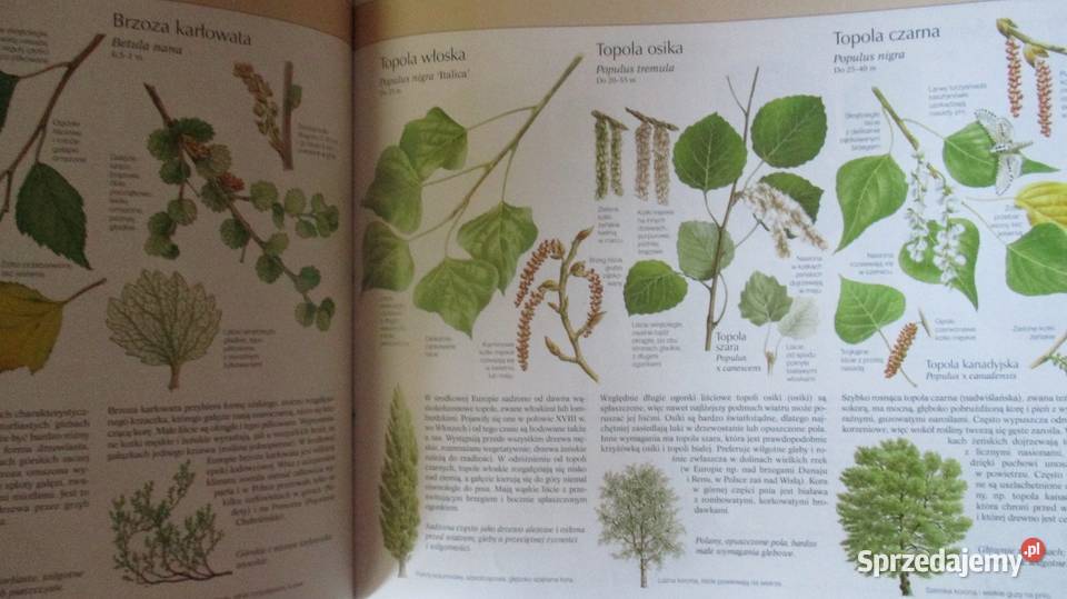 Nasza przyroda rośliny i zwierzęta Europy Łódź