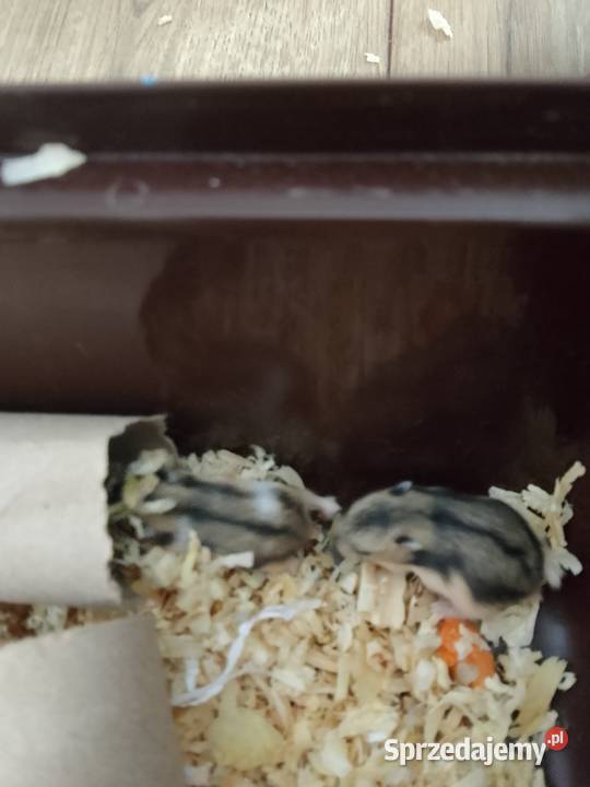 2 małe chomiki dżungarskie Lubień