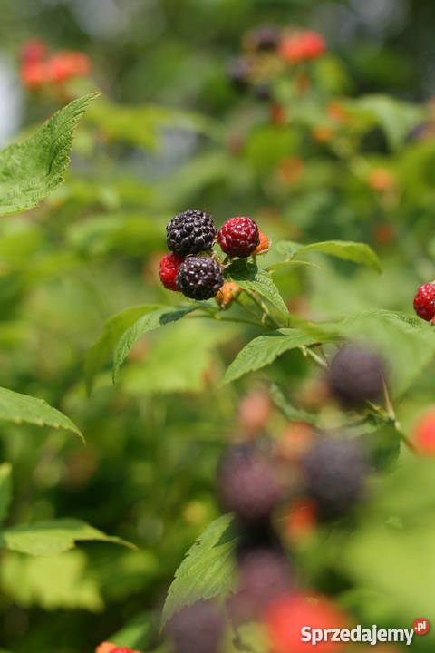 Ogródek działka ROD Zorza Śródmieście 11zł/m2 Wrocław