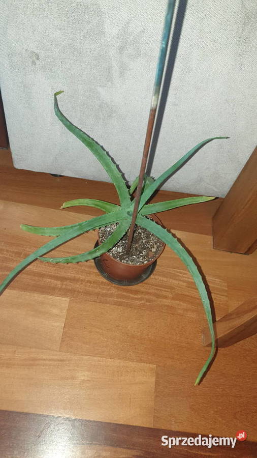 Aloes sukulent wysokość 34 Warszawa sprzedam