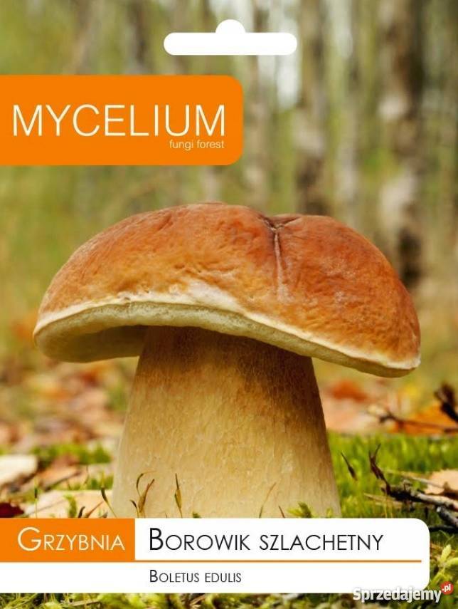 Grzybnia Borowik Szlachetny 10 g MYCELIUM Ogród Poznań