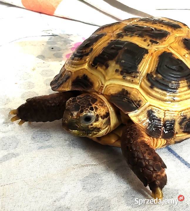 Żółw Stepowy Bełchatów sprzedam