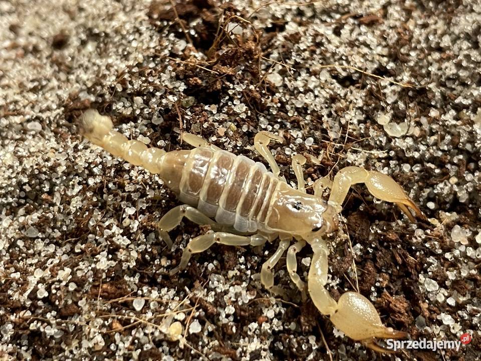 Scorpio maurus palmatus Gliwice sprzedam