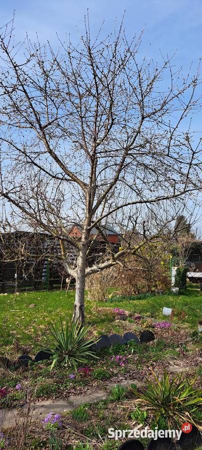 Działka ROD Kolejarz 3Maja Dom i Ogród pomorskie Słupsk