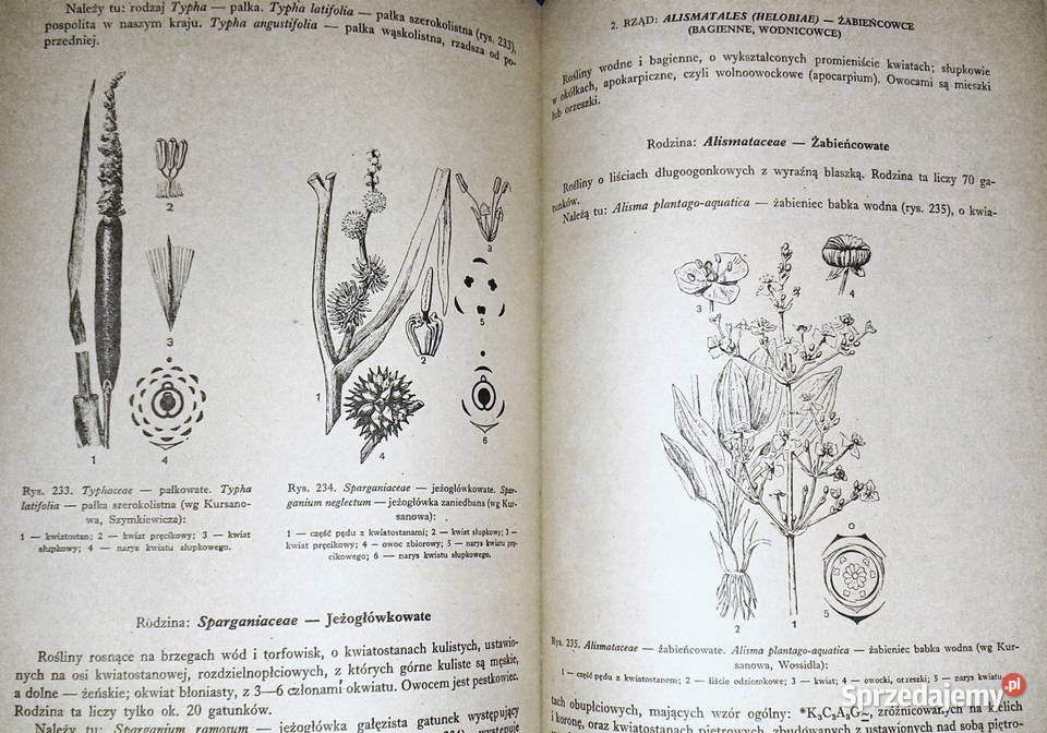 Zarys systematyki roślin Jakub Mowszowicz Chełm