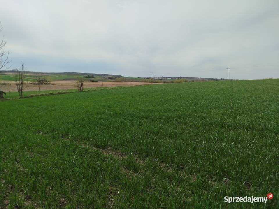Sprzedam siedlisko z polem ornym klasy sprzedam